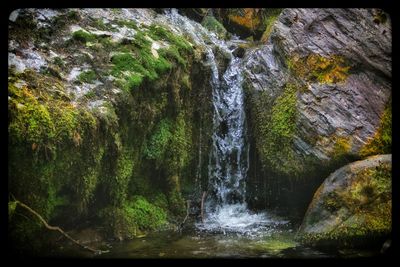 Stream flowing through forest