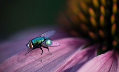 Close-up macro shot of fly on pink flower