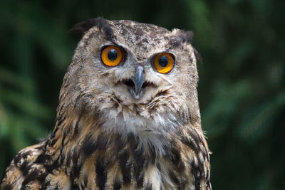 Close-up portrait of owl