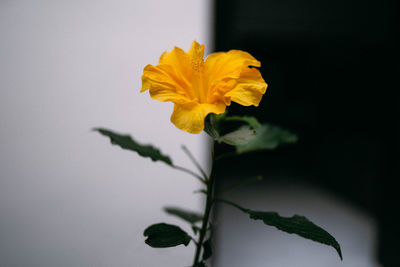 Close-up of yellow flowering plant