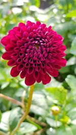 Close-up of red dahlia blooming outdoors