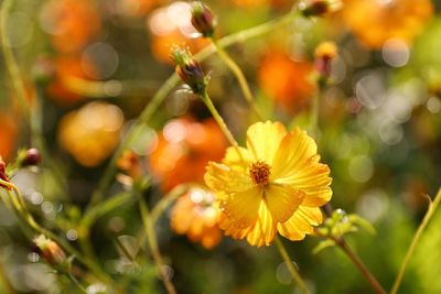 Close-up of yellow flowering plant