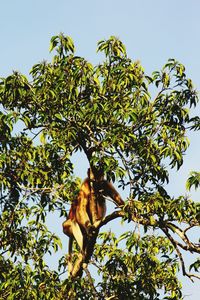 Low angle view of monkey on tree against sky