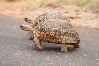 Side view of tortoises on road