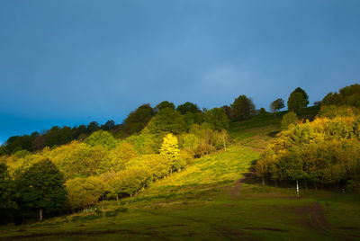 Scenic view of trees on landscape against sky