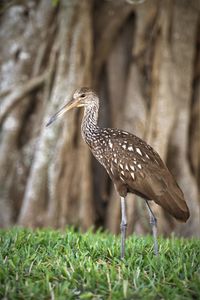 Close-up of bird on field