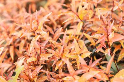 Close-up of autumnal leaves
