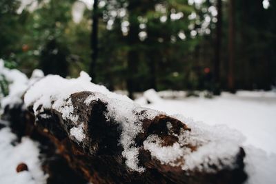Close-up of snow on tree