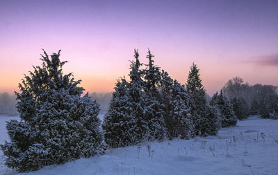 Trees on snow covered field against sky during sunset