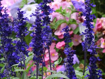 Close-up of purple flowers