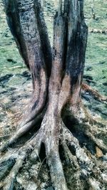 Close-up of tree trunk