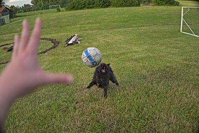 Dog catching a ball