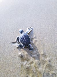 High angle view of shell on beach