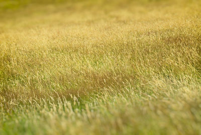 Close-up of grass on field