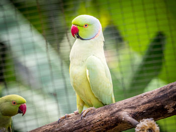 Close-up of parrot perching on branch