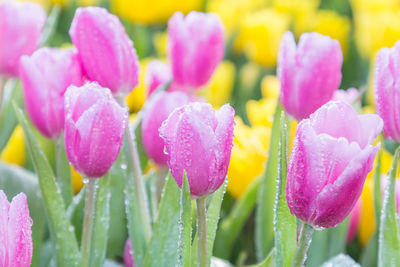 Close-up of multi colored tulips farm