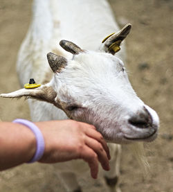 Cropped image of person hand feeding outdoors