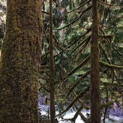 Low angle view of pine tree