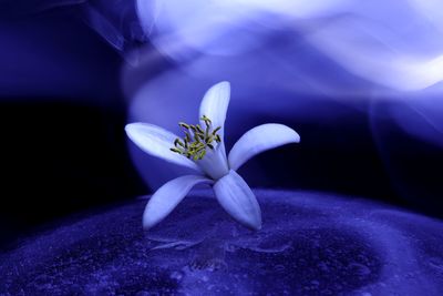 Close-up of purple flowering plant