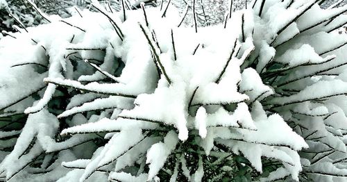 Close-up of frozen snow