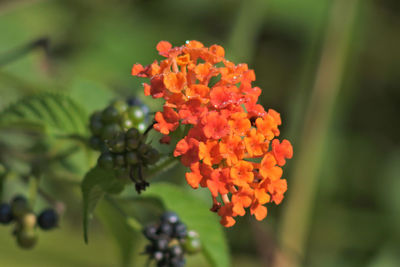 Close-up of orange flowering plant