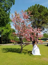 View of flowering trees in park