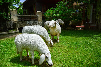 Stone sheep stand in the garden 