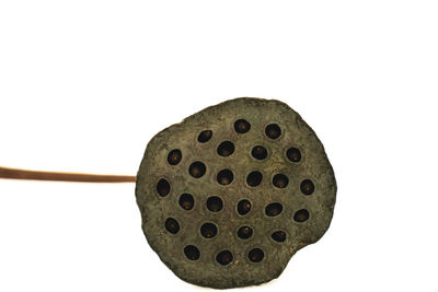 Close-up of pumpkin on table against white background
