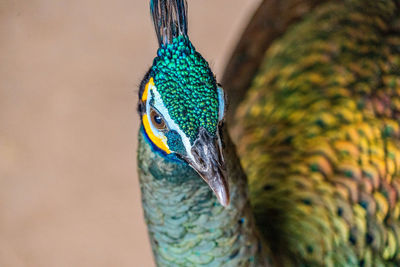 Close-up of peacock against wall