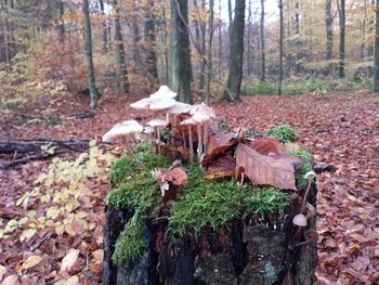 Close-up of plants in forest during winter