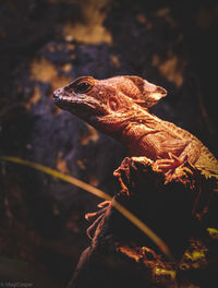 Close-up of a lizard