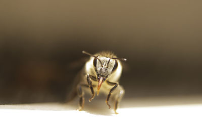 Close-up of bee