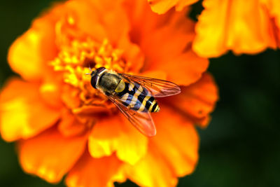 Close-up of insect on flower