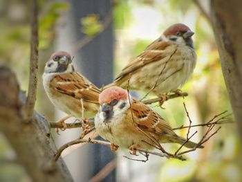 Bird perching on branch