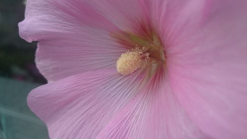 Close-up of pink hibiscus blooming outdoors