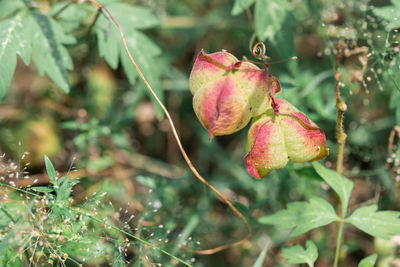 Close-up of red berries on plant