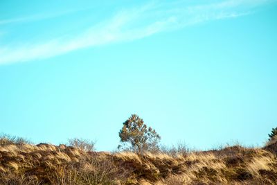 Scenic view of landscape against clear blue sky