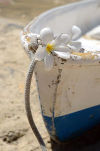 Close-up of frangipani on wooden boat