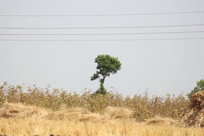 Trees on field against clear sky