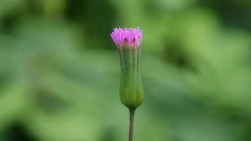 Close-up of pink flower bud