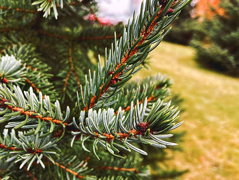 Close-up of pine cone on tree