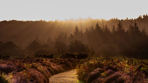 Sunlight shining through treetops at dawn in the new forest 