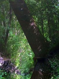 Trees in forest