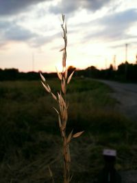 Scenic view of field against sky at sunset