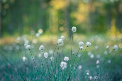 Close-up of white flowering plants on field