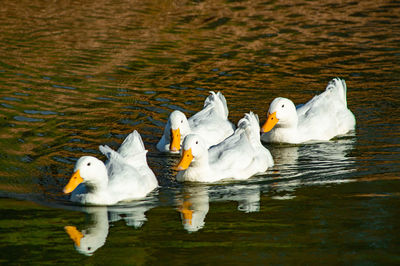 Close-up low level view of aylesbury pekin peking american domestic duck ducks swimming in lake