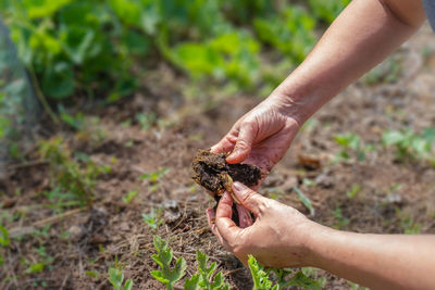 Close-up of hand holding plant on field