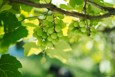 Close-up of fresh green plant