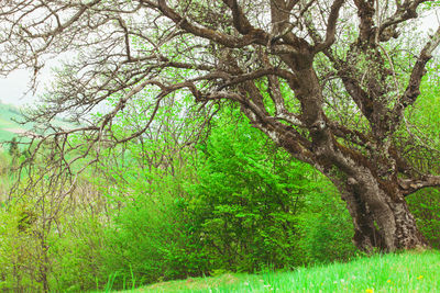 Scenic view of forest