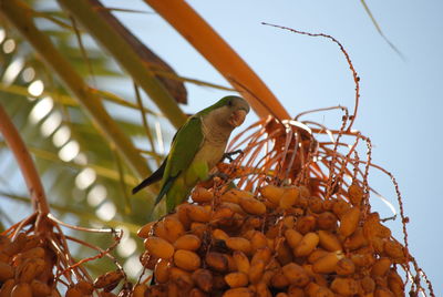 Bird perching on a tree